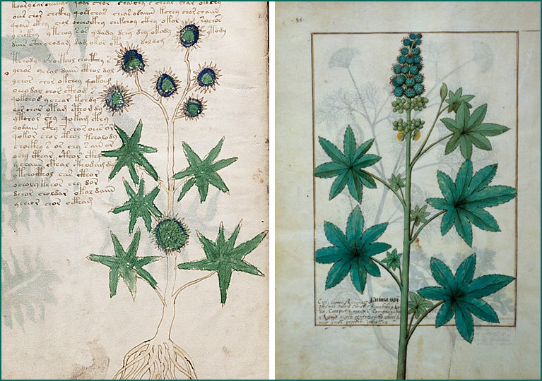 Voynich Manuscript Herbal illustrations