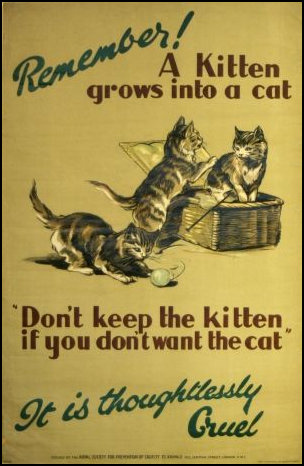 Think carefully before getting a kitten