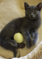 Rascal