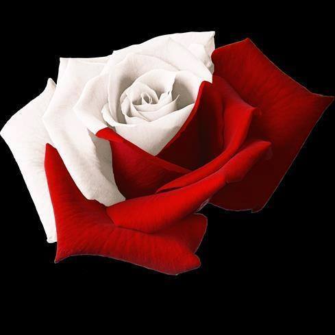 Red and White Rose