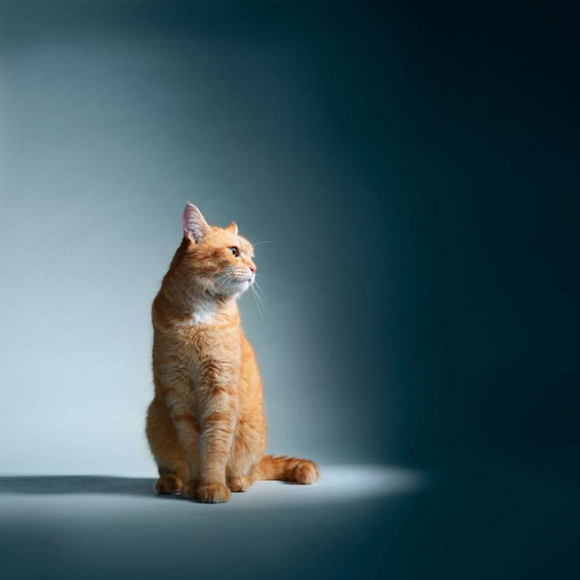 Bob the Cat