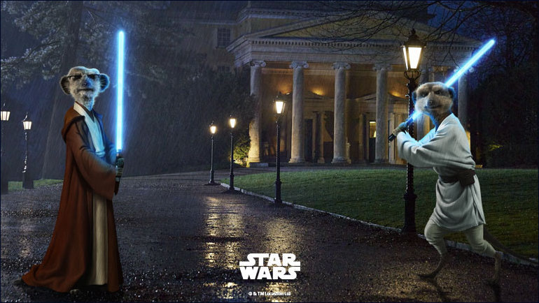 Action shot of the Meerkats and their laser beams