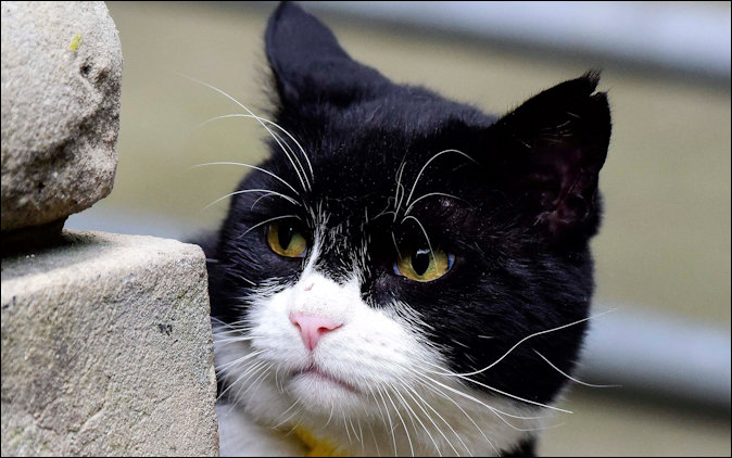 Portrait of Palmerston