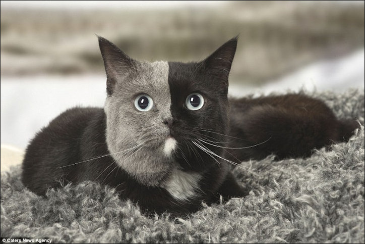 Chimera Cat