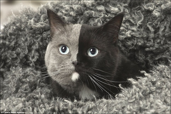 Chimera Cat