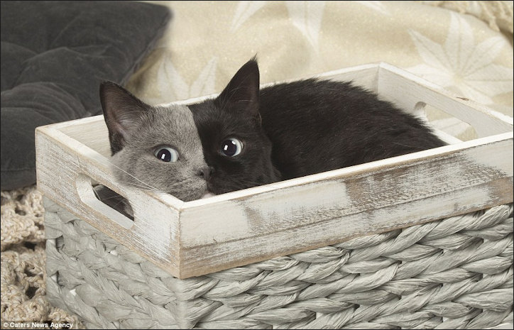 Chimera Cat