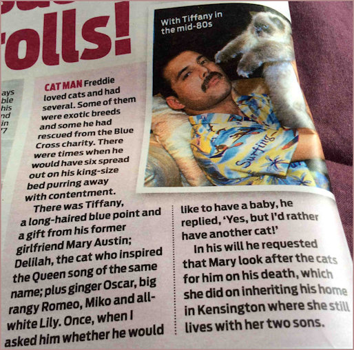 Freddie Mercury Cat Man