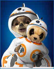 Baby Oleg as BB8