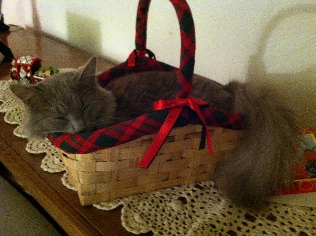 Daniel at Christmas