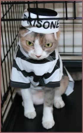 Prisoner Cat