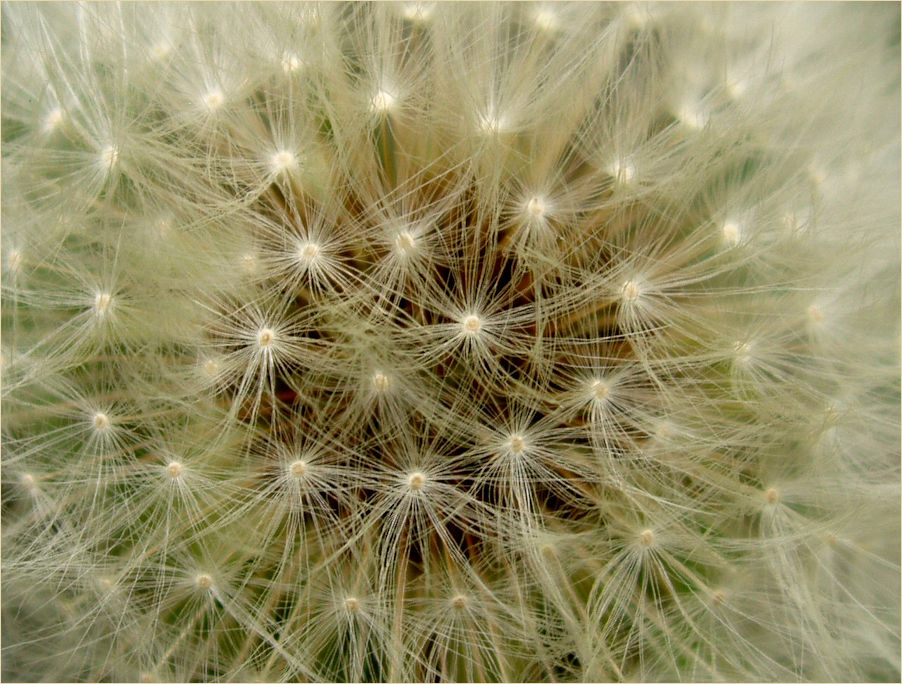 Dandelion Clock