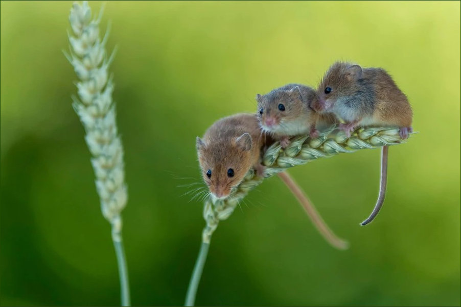 Three doormice on an ear of wheat