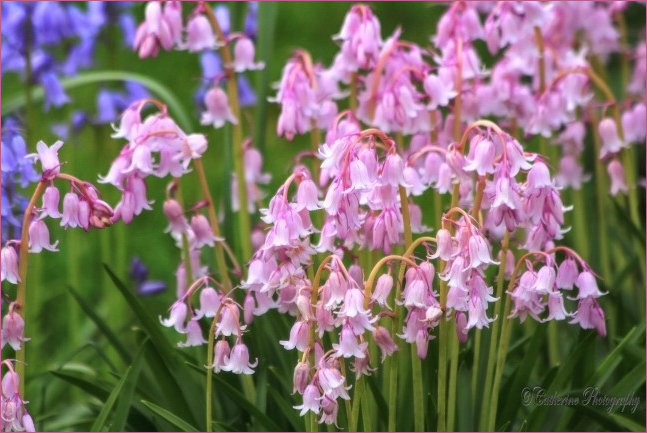 Pinkbells Cluster