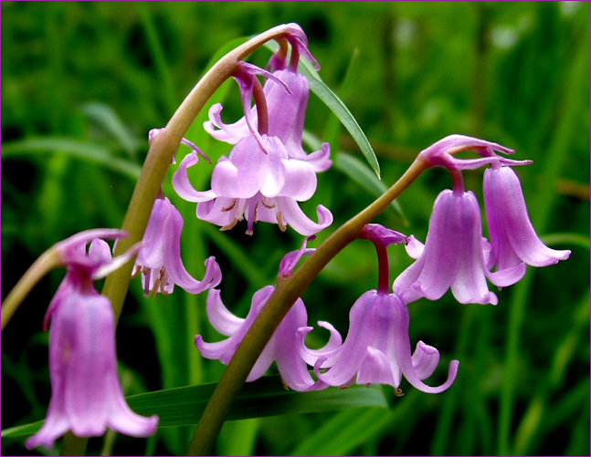 Pinkbells Closeup