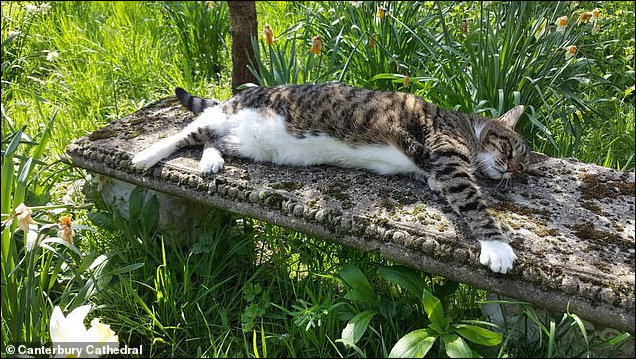 Tiger the Canterbury Cathedral Cat