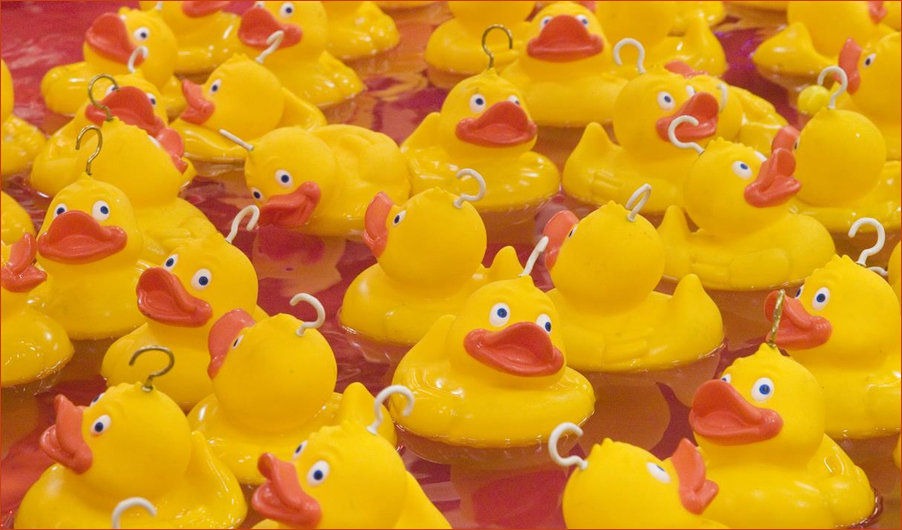 Ducklings at Goose Fair