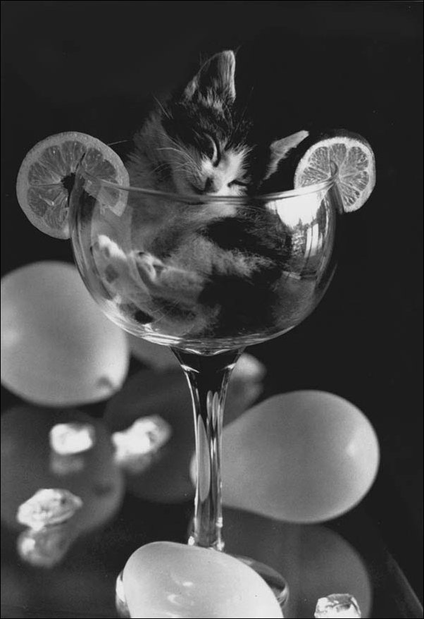 David McEnerys Tonic Cat
