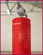 Artbox Pigeon