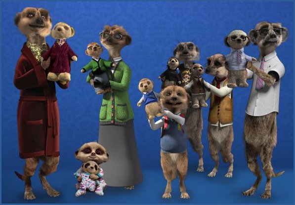 Meerkat Family Update