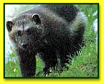 Wolverine