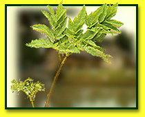 Angelica Plant
